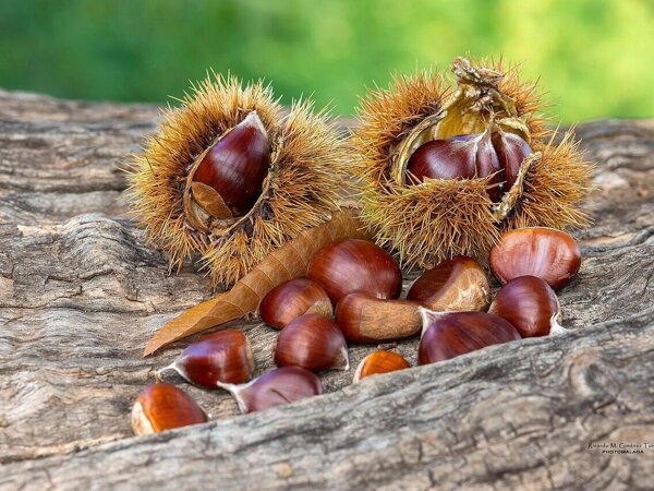 chestnuts-8083117_1280.jpg