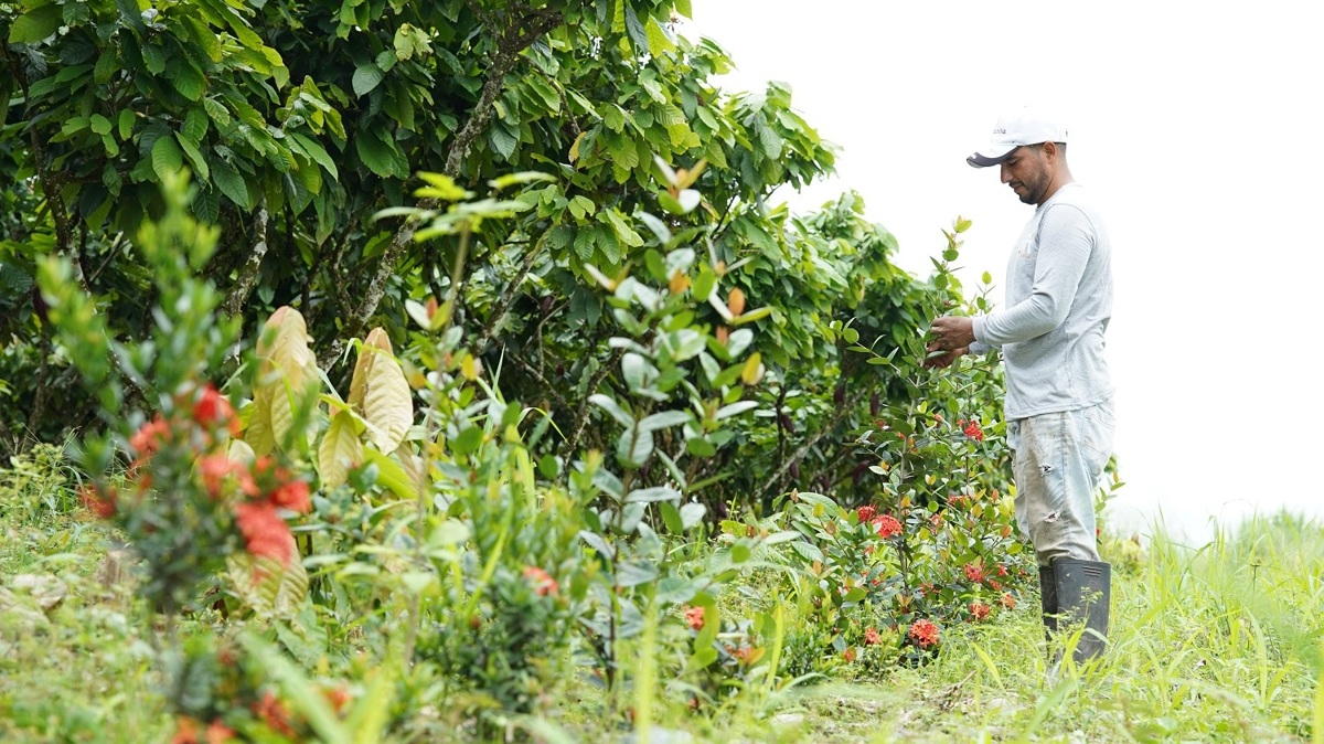 ofi_Ecuador_Cocoa_Farmer_Agroforestry.JPG