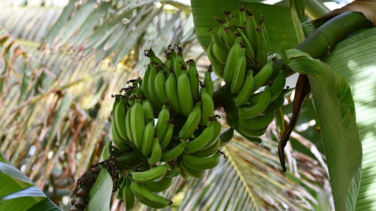 tebik-banana-plant-3877237.jpg