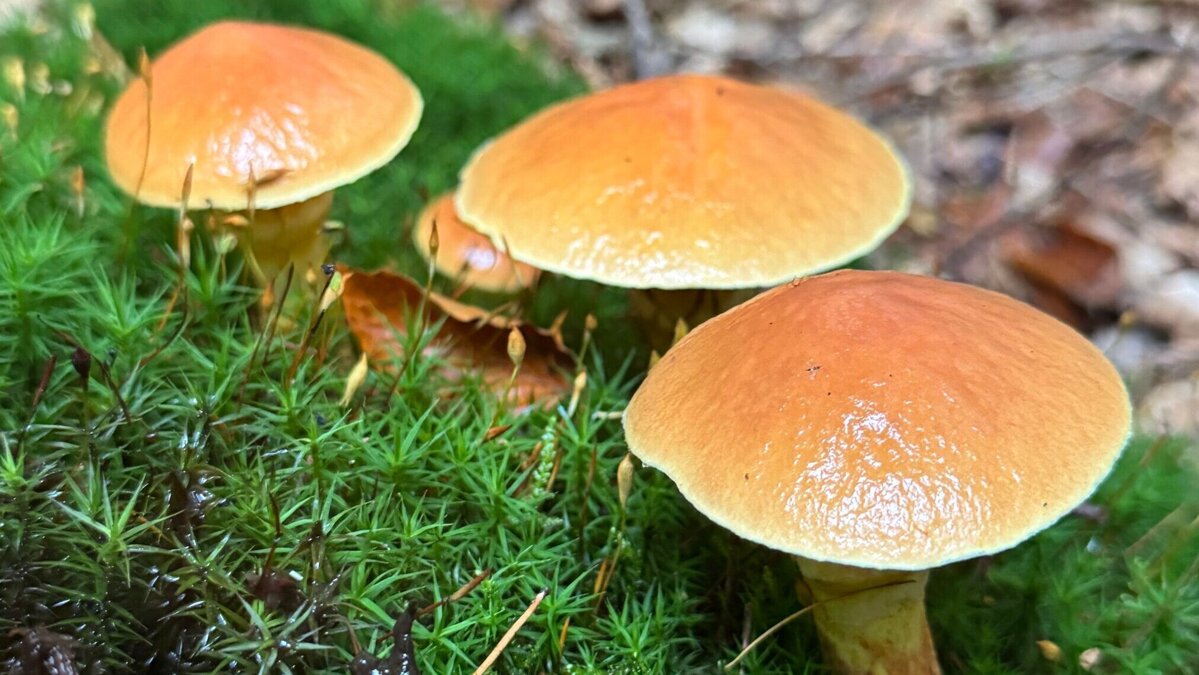 Paddestoelen