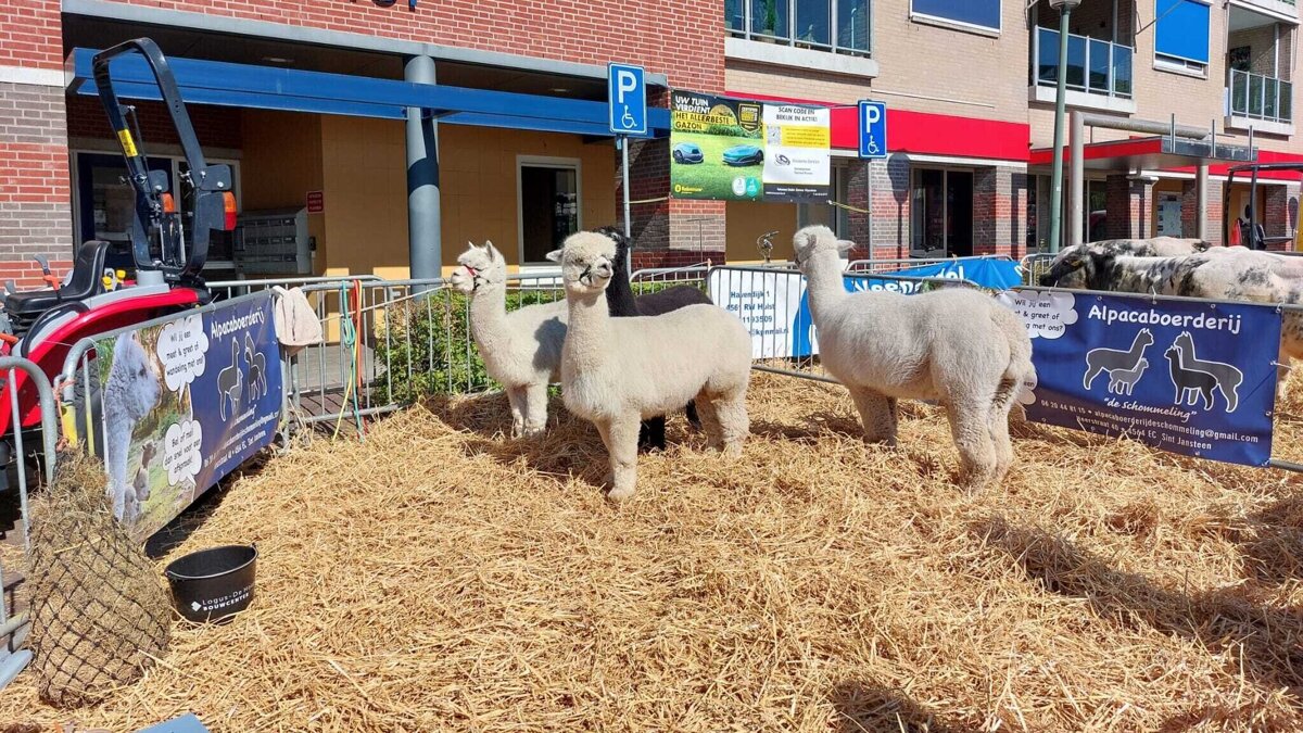 Jaarmarkt sint jansteen 2026.jpg